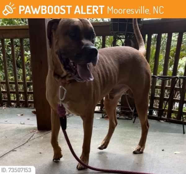 Found/Stray Male Dog last seen Indian Trail and Chuckwood, Mooresville, NC 28117