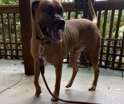 Found/Stray Male Dog last seen Indian Trail and Chuckwood, Mooresville, NC 28117