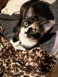 Reunited Female Cat last seen Jefferson Park Library, Chicago, IL 60630