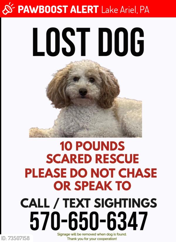 Lost Male Dog last seen West shore drive, Lake Ariel, PA 18436