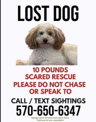 Lost Male Dog last seen West shore drive, Lake Ariel, PA 18436