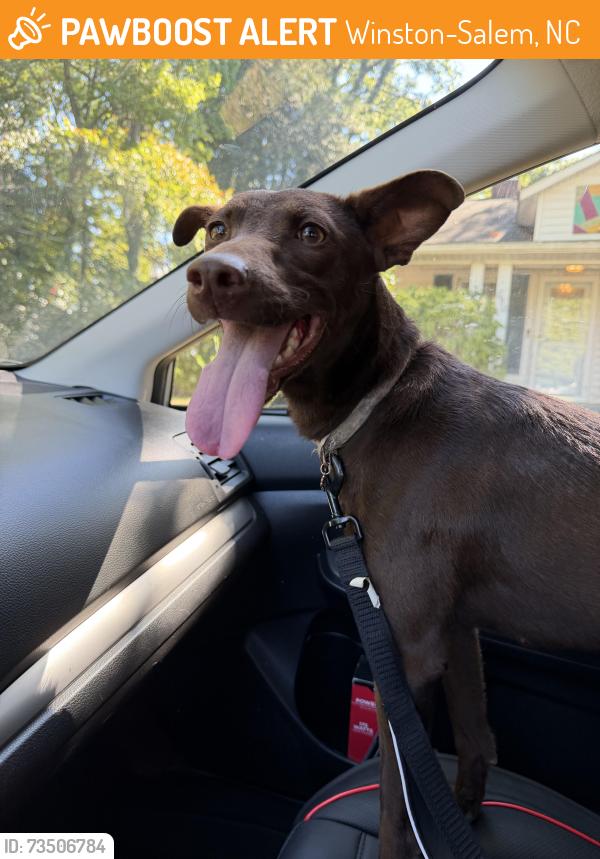 Found/Stray Female Dog last seen Zoe’s Restaurant, Winston-Salem, NC 27103