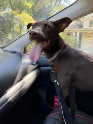 Found/Stray Female Dog last seen Zoe’s Restaurant, Winston-Salem, NC 27103