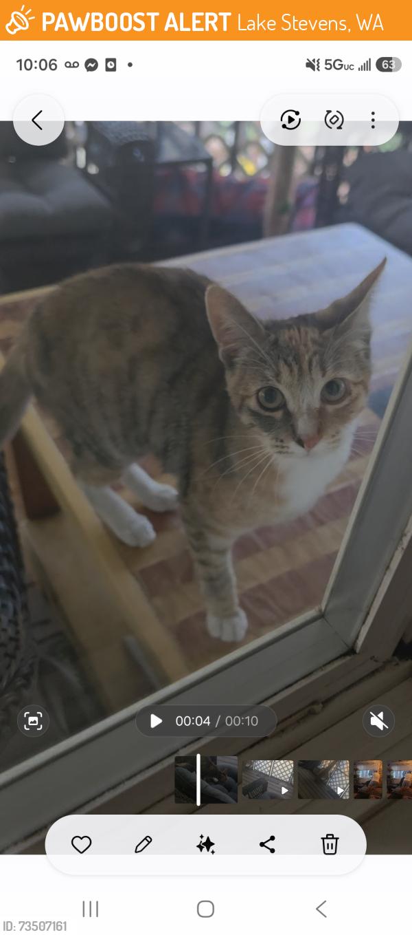 Found/Stray Female Cat last seen 13th pl se lake stevens wa 98258, Lake Stevens, WA 98258