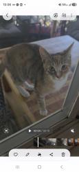 Found/Stray Female Cat last seen 13th pl se lake stevens wa 98258, Lake Stevens, WA 98258