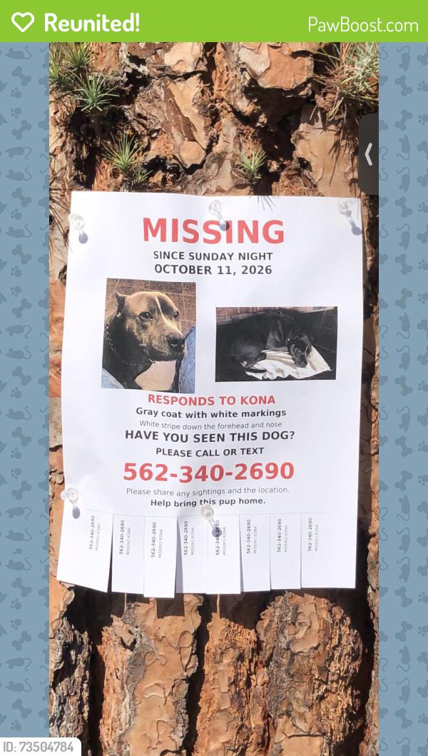 Reunited Female Dog last seen rindge lane, redondo beach, Redondo Beach, CA 90278