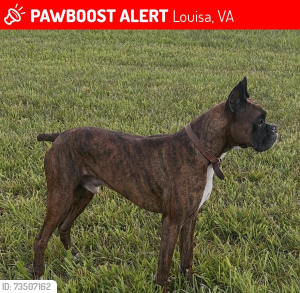 Lost Male Dog last seen Louisa Road and Range Road, Louisa, VA 23093