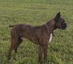 Lost Male Dog last seen Louisa Road and Range Road, Louisa, VA 23093