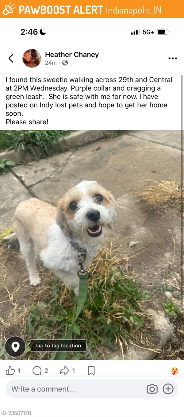 Found/Stray Female Dog last seen 29th st. and Central Ave. indianPolis, Indianapolis, IN 46220