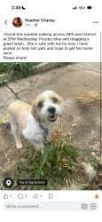 Found/Stray Female Dog last seen 29th st. and Central Ave. indianPolis, Indianapolis, IN 46220