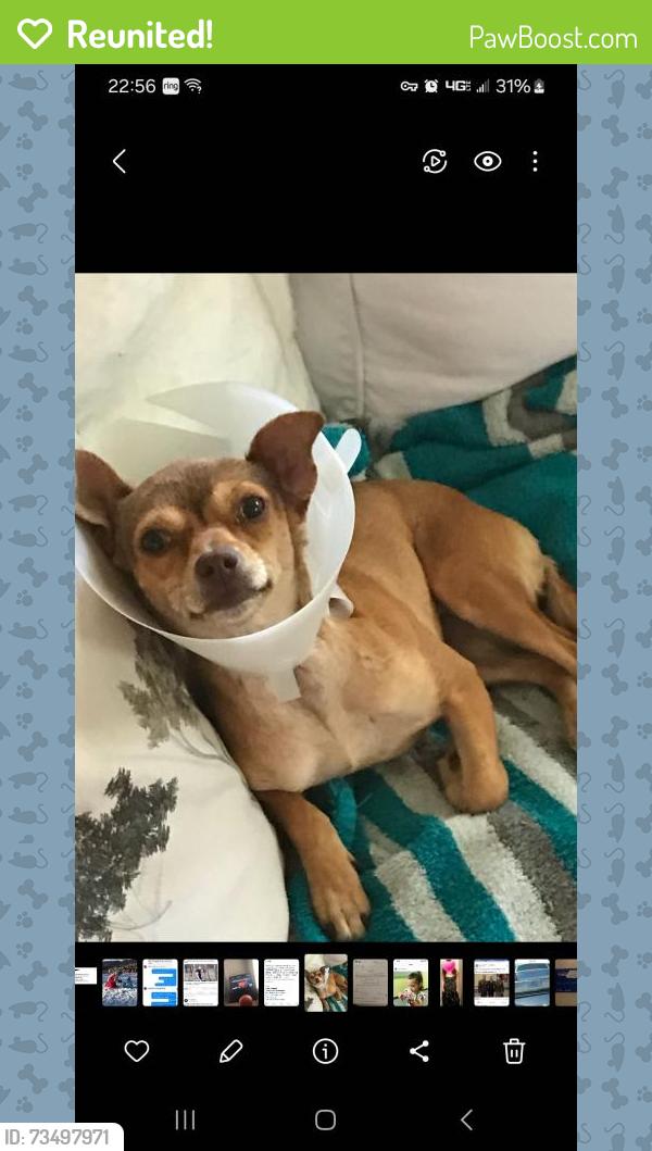 Reunited Female Dog last seen Dorset dr, Killeen, TX 76542