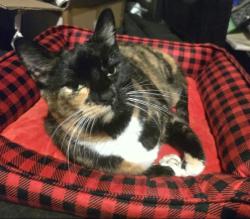 Lost Female Cat last seen Royallridge Ct, Hwy K, Royallmanor Ln, O'Fallon, MO 63368