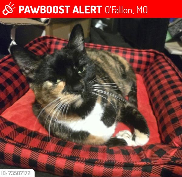 Lost Female Cat last seen Royallridge Ct, Hwy K, Royallmanor Ln, O'Fallon, MO 63368