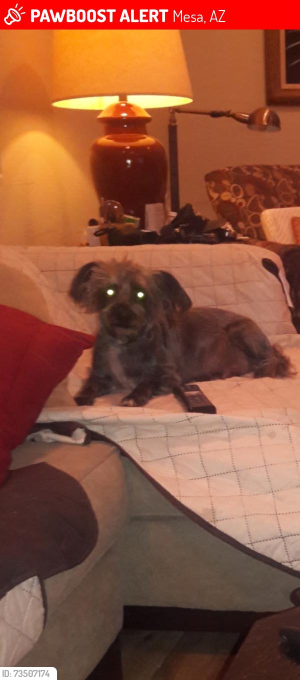Lost Male Dog last seen Stapley and brown, Mesa, AZ 85203