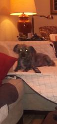 Lost Male Dog last seen Stapley and brown, Mesa, AZ 85203