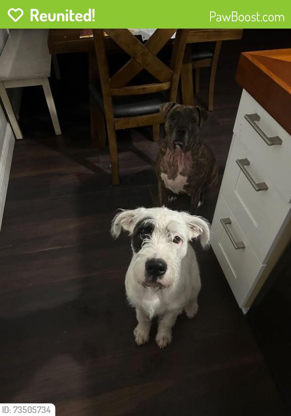 Reunited Male Dog last seen Near SW Wildcat Trail, Stuart, FL 34997, USA, Stuart, FL 34997