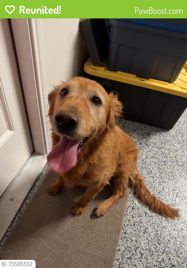 Reunited Female Dog last seen Oracle Drive, Odessa, TX, Odessa, TX 79765