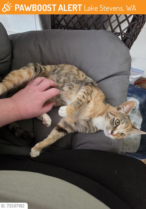 Found/Stray Female Cat last seen 13th pl se lake stevens wa 98258, Lake Stevens, WA 98258
