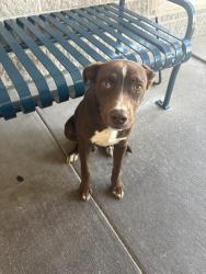 Found/Stray Male Dog last seen Publix, Irmo, SC 29063
