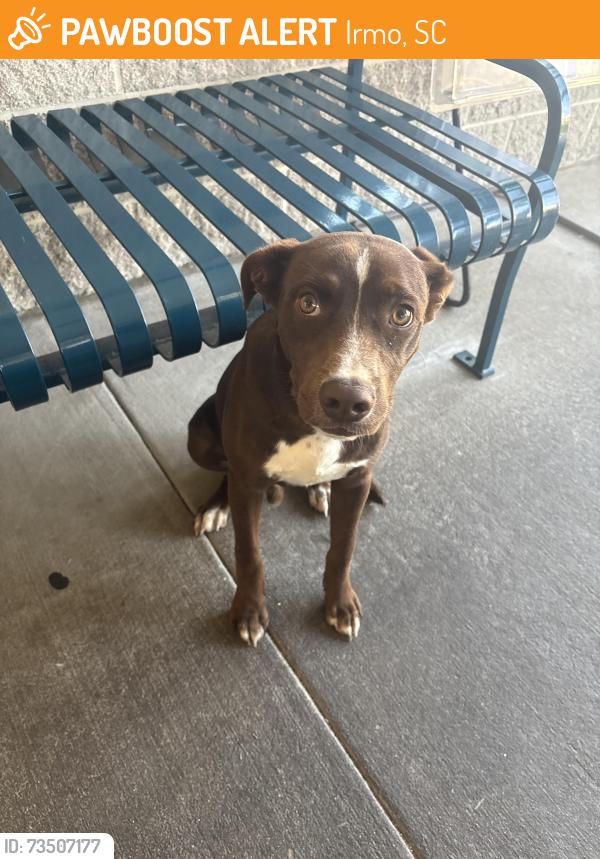 Found/Stray Male Dog last seen Publix, Irmo, SC 29063