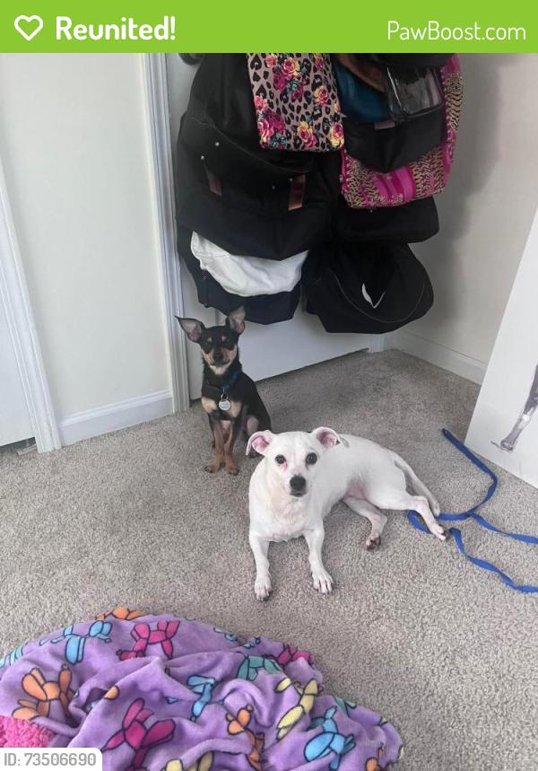 Reunited Female Dog last seen Near Bayou Court, Knightdale, NC, Knightdale, NC 27545