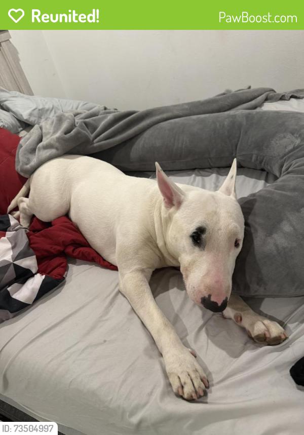Reunited Male Dog last seen 35th Ave and van buren, Phoenix, AZ 85009