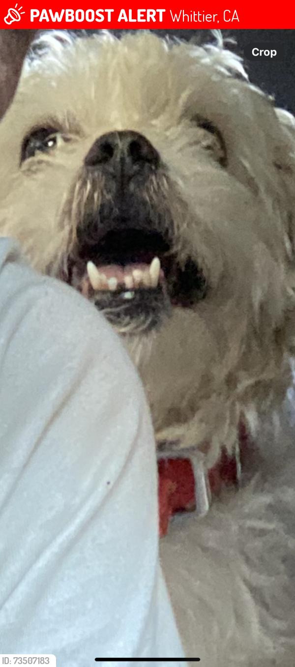 Lost Male Dog last seen Jack in the box Telegraph road Whittier ca, Whittier, CA 90605