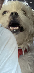 Lost Male Dog last seen Jack in the box Telegraph road Whittier ca, Whittier, CA 90605