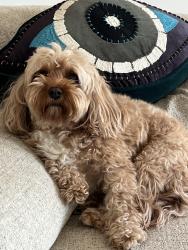 Reunited Male Dog last seen Biscayne blvd & NE 203rd st, Aventura, FL 33180