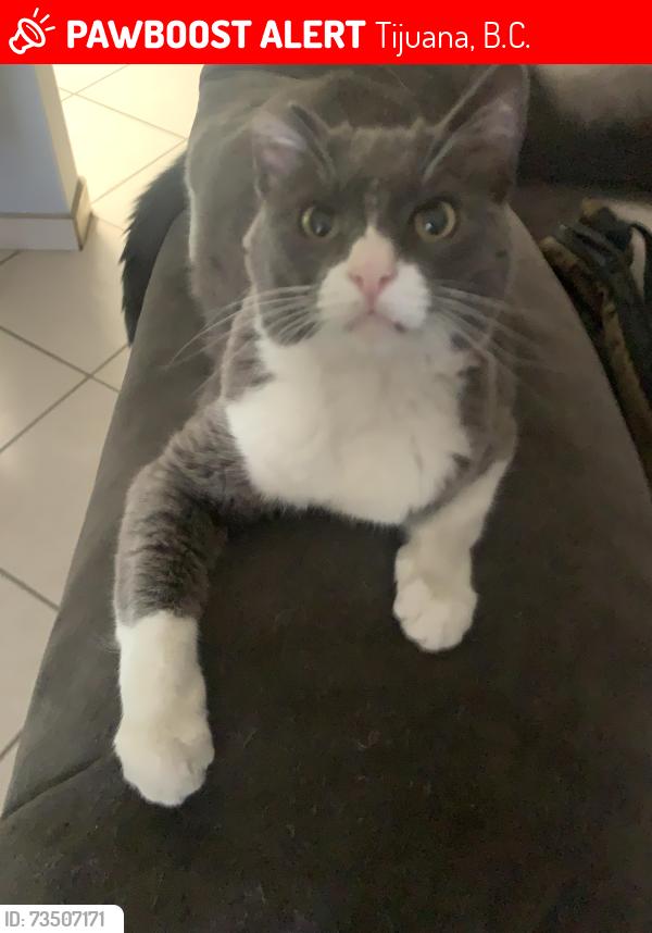 Lost Female Cat last seen Paseo del Río #7033, Col. Villas del Río., Tijuana, B.C. 22226