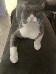 Lost Female Cat last seen Paseo del Río #7033, Col. Villas del Río., Tijuana, B.C. 22226