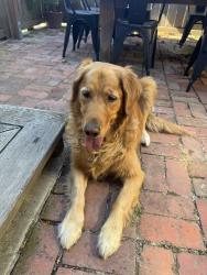 Found/Stray Unknown Dog last seen Cedar st and Josephine st in North Berkeley, Berkeley, CA 94703