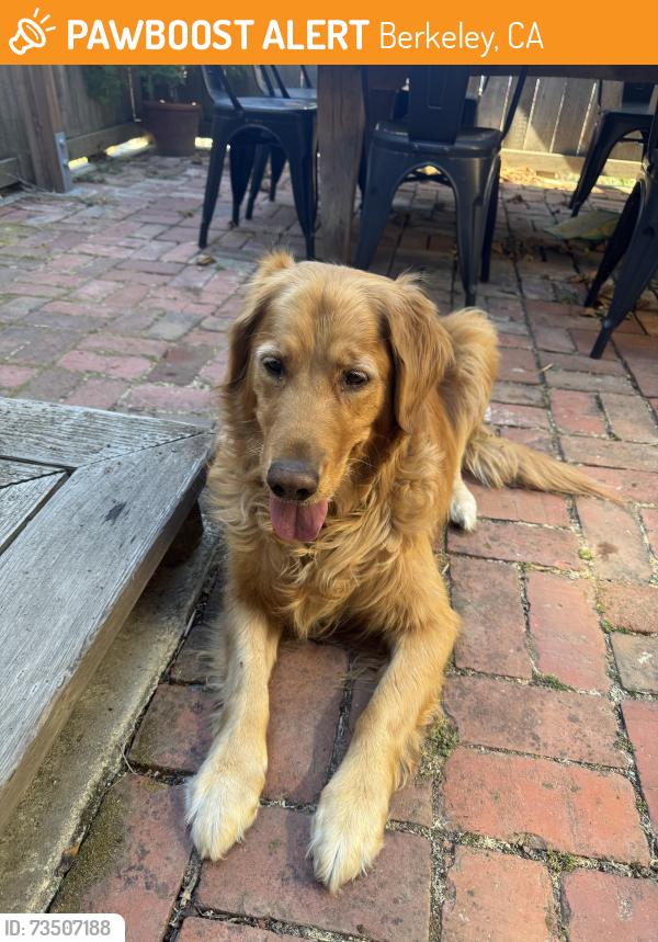Found/Stray Unknown Dog last seen Cedar st and Josephine st in North Berkeley, Berkeley, CA 94703