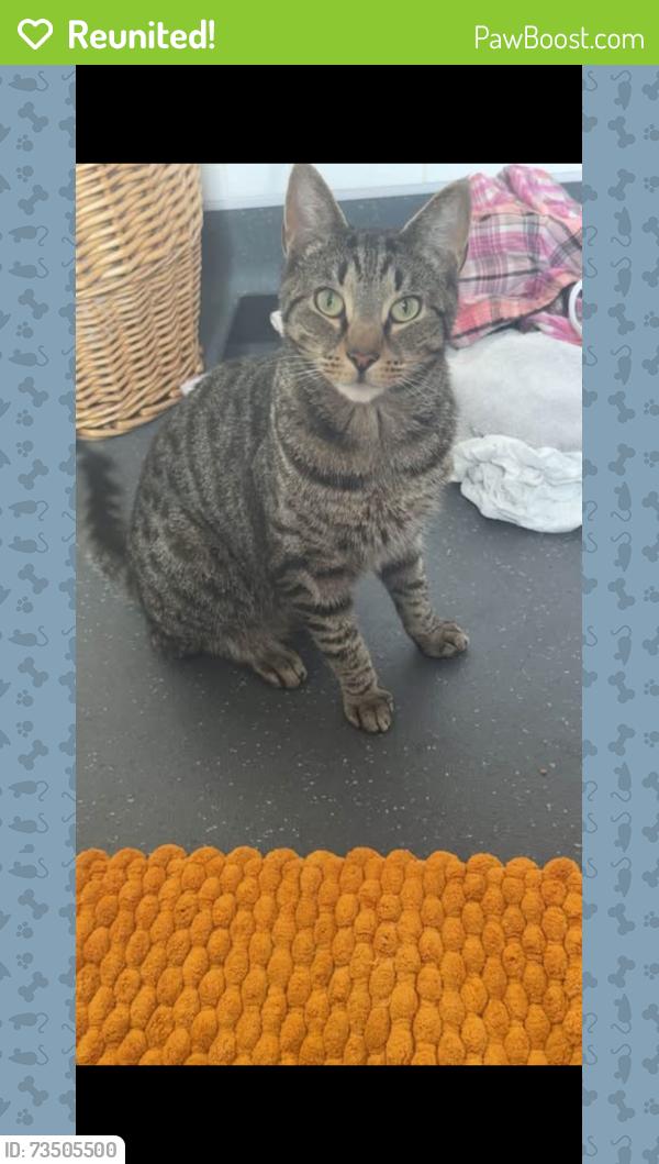 Reunited Male Cat last seen Colonels lane by the public footpath toward the hop fields, Boughton-under-Blean, England ME13 9SL