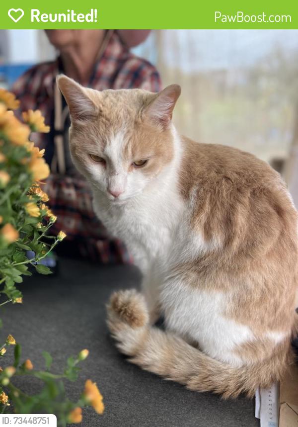 Reunited Unknown Cat last seen Farmer clem’s on hammonds plains rd, he is staying with them and has been there for a week., Hammonds Plains, NS 