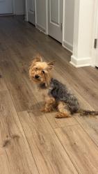 Lost Male Dog last seen Starbucks, McDonough, GA 30253