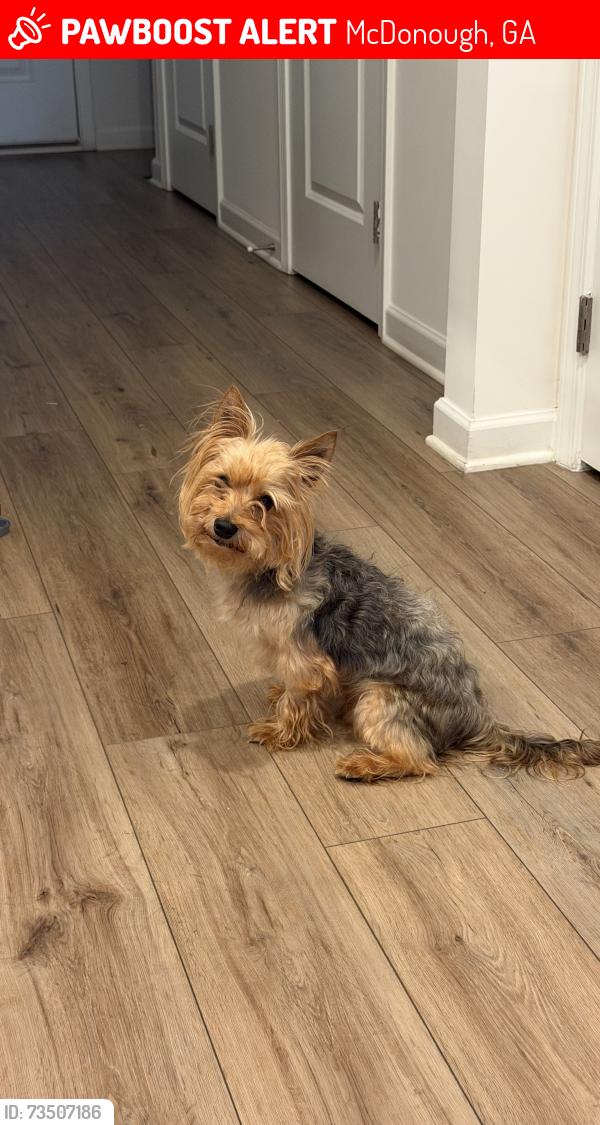 Lost Male Dog last seen Starbucks, McDonough, GA 30253