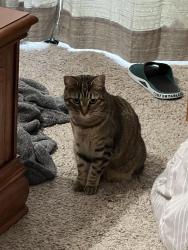 Lost Female Cat last seen Brewster Rd, Crawfordville, FL 32327