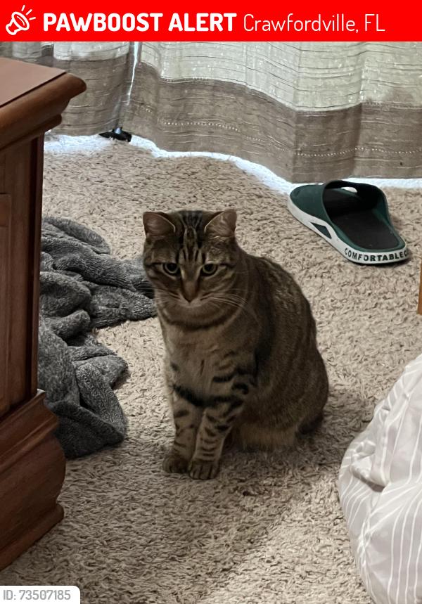 Lost Female Cat last seen Brewster Rd, Crawfordville, FL 32327