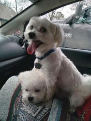 Lost Male Dog last seen Carolina, Batesburg-Leesville, SC 29006