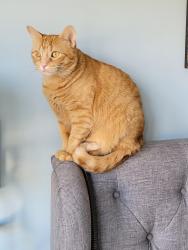 Lost Male Cat last seen Baldwin Road, near Grand Reserve by Del Webb, Grand Blanc, MI 48439