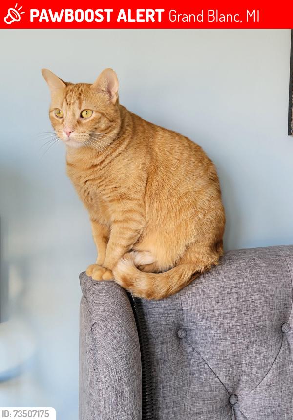 Lost Male Cat last seen Baldwin Road, near Grand Reserve by Del Webb, Grand Blanc, MI 48439