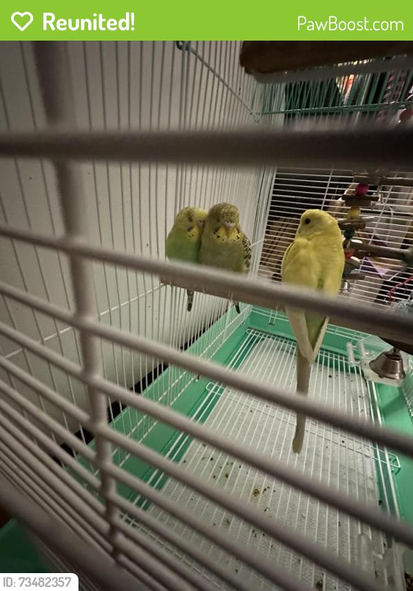 Reunited Female Bird last seen Dixie and Burnhamthorpe East, Mississauga, ON L4Y 2W8