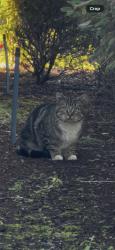 Found/Stray Unknown Cat last seen Roams the Novo apmt complex, Covington, WA 98042