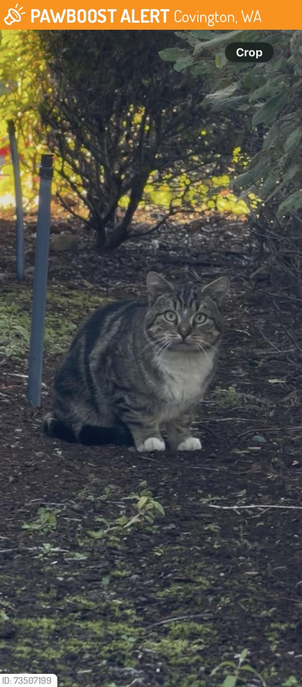 Found/Stray Unknown Cat last seen Roams the Novo apmt complex, Covington, WA 98042