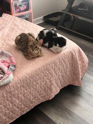 Lost Male Cat last seen W Willshire Blvd and NW Expressway, Oklahoma City, OK 73132