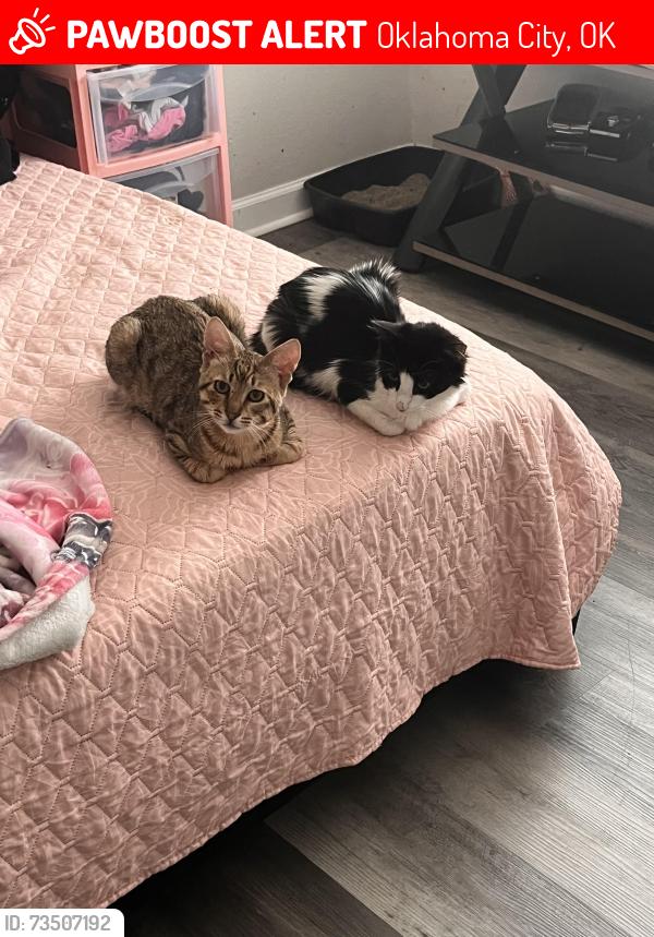 Lost Male Cat last seen W Willshire Blvd and NW Expressway, Oklahoma City, OK 73132