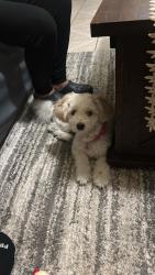 Lost Female Dog last seen North Fifth and 2nd ave West Newark nj, Newark, NJ 07107