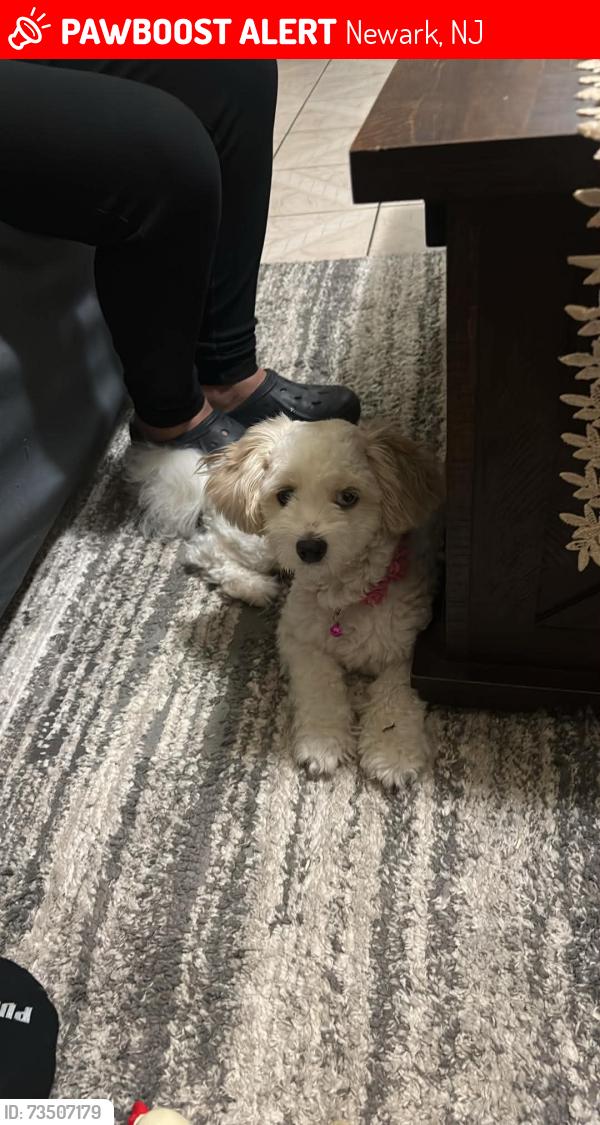 Lost Female Dog last seen North Fifth and 2nd ave West Newark nj, Newark, NJ 07107