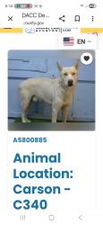 Found/Stray Male Dog last seen 134th and Figueroa in Carson, Los Angeles County, CA 90061